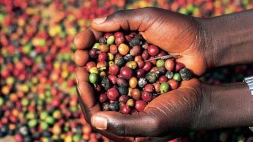 Cameroon: IRAD and the Italian university of Udine will collaborate on coffee research