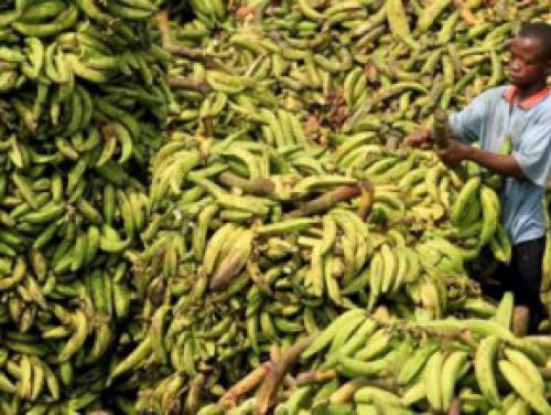 Cameroon: 3 billion FCFA to build packaging and storage complexes for staple foods 