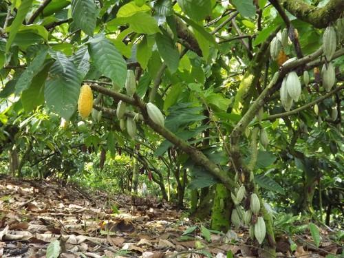 Cocoa Farmers Learn Better Production Skills