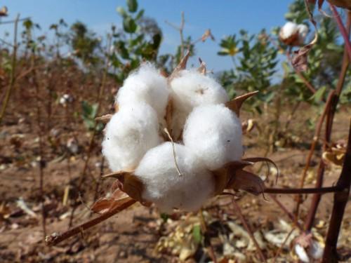 Sodecoton to buy 266,400 tonnes of cotton from Cameroonian farmers in 2015