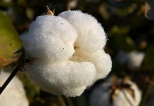 Cameroon may take on genetically modified cotton in 3 years