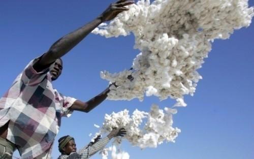 Cotton: Cameroon’s exports to China decreased by 7.3% in 2013 