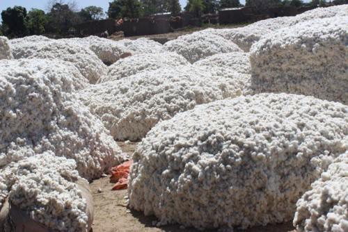 Cameroon: Sodecoton aims to produce 260 000 tons of cotton during 2017-2018 cotton season