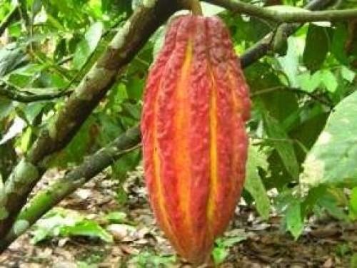 Dutch company Théobroma to finance the production of 4,000 tonnes of cocoa certified in Cameroon 