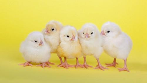 Cameroon: 900,000 one-day chicks to boost poultry farming in the North-West region