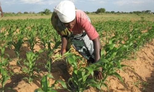 Financing for the agricultural sector represented 14.9% of bank loans in Cameroon in 2015