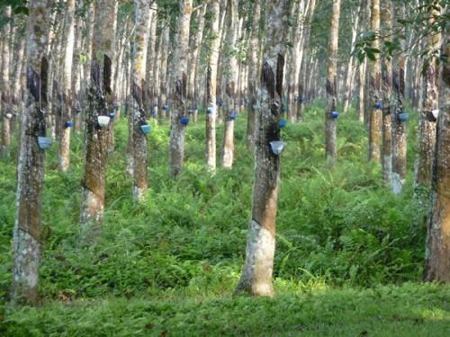 Cameroon: Decline in global rubber prices sinks Safacam’s net figures for 2014