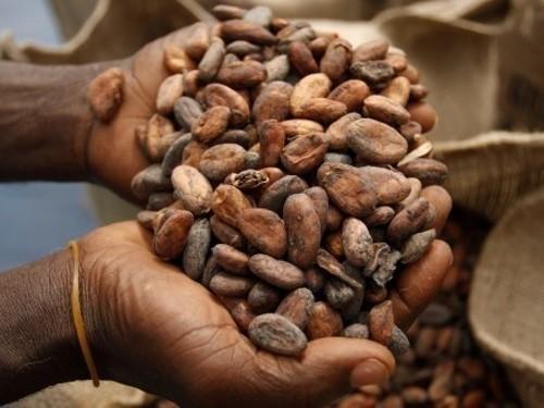 Cameroon exported 6,666 tonnes of cocoa in the first month of the 2014-2015 season