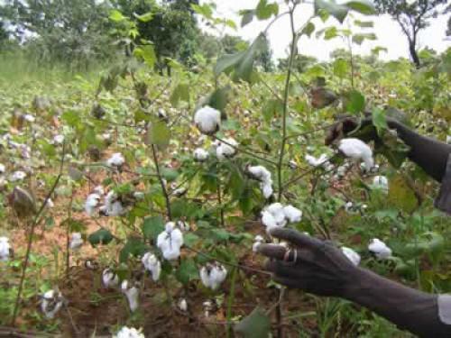 Cameroon: 80% of the funds granted by ITFC were used in the agriculture sector