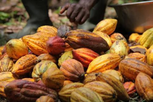 Rise in local buying price for Cameroonian cocoa still expected