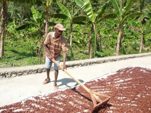 Cameroon: CICC satisfied of the first review of its program to help achieve an organized commercialization of Cocoa