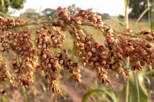Two cooperatives to build a sorghum cleaning factory in northern Cameroon