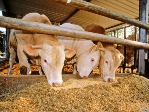 Cameroon government provides 600 tonnes of animal feed to farmers in the North to prevent period of hardship  