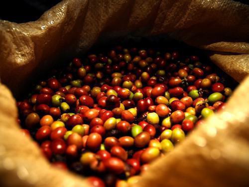 Cameroun aims to produce 40,000 tonnes of coffee by the close of the 2014/2015 season