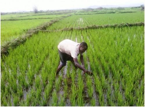 Cameroon: IDB to inject over 17 billion FCFA in agriculture in West region