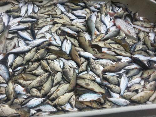 Aquaculture: Fishery project to produce in 2015, 25 additional tons of fishes in Lagdo