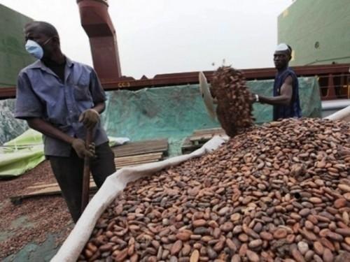 Cocoa: Cameroon launches crusade against bad harvesting practices