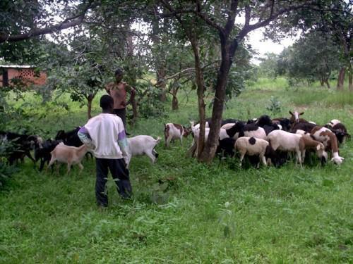 Cameroon: Call to tenders for provision of 7,380 small ruminants to develop livestock farming in the North-West