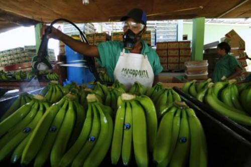 Cameroon: Agro-industrial company PHP projects 170,000 tonnes of banana production in 2015