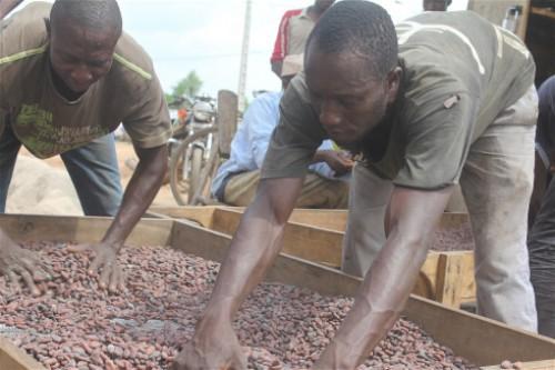 In 2014-2015, Cameroon double dits certified cocoa production to over 10,000 tonnes
