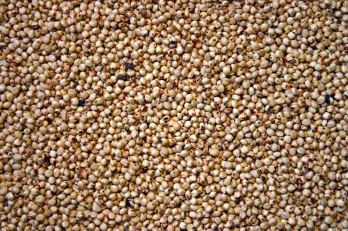 Guinness Cameroon injects 3 billion FCFA in a sorghum production project