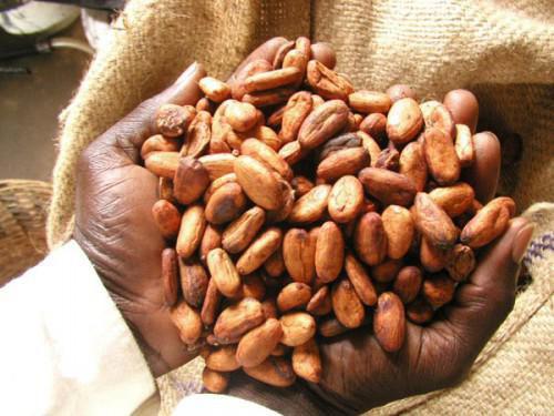 The Cameroonian cocoa’s quality affects December contract on London stock market