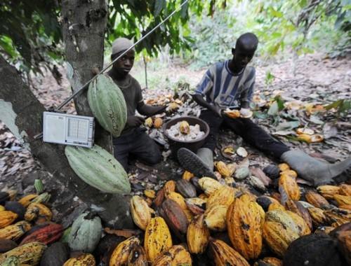 Cameroon’s tax administration plans to make cocoa/coffee producers pay income taxes