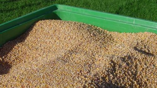 900 tonnes of certified corn seeds to be produced and distributed to Cameroonian farmers in 2015