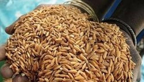 Semry to process 20 tonnes of rice paddies per hour with two new factories