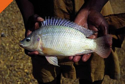 Extension of tilapia farming to decrease fish imports in Cameroon