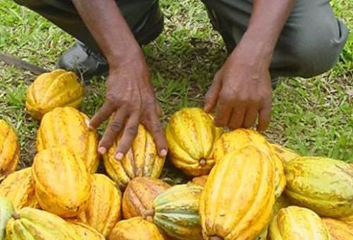 The average price of one kilogram of cocoa skirting FCfa 1,600 on the Cameroonian market
