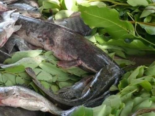 Cameroon to produce 100,000 tonnes of fish with aquaculture 