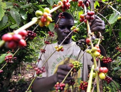 Cameroon: plant unavailability buries emergency coffee cultivation revival programme  
