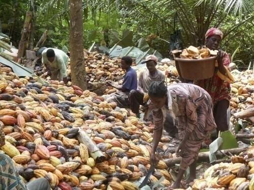 Cameroon: third cocoa processing factory to open in Douala in 2015