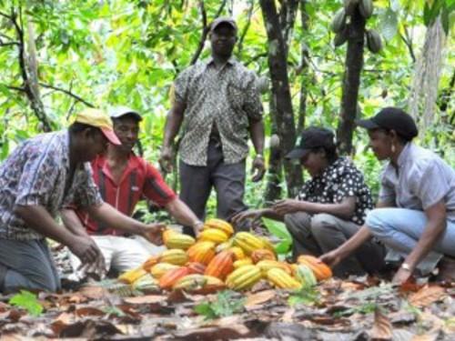 Cameroon: World Cocoa Foundation distributes agricultural materials to cocoa growers