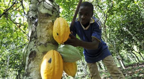 Cameroon: 60,000 cocoa plants distributed to Lobo youth to boost production