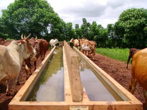 Cameroon to invest 6.5 billion FCFA in 2015 in family-run agricultural projects