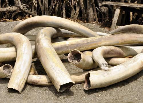 A cargo of over 300 kg of ivory seized in the Eastern Cameroon region