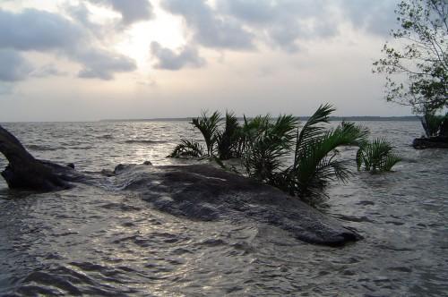 Plastic Waste Destroys Mangroves of the Wouri Estuary