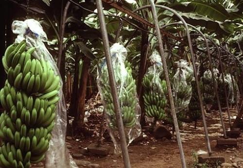 Cameroon: PHP to create over 1,976 acres of banana plants in Dehane, in southern Cameroon