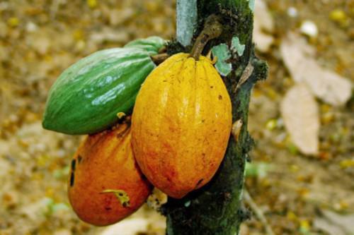 Cameroon wants to reduce cocoa export charge by 50%, in order not to discourage operators in sector