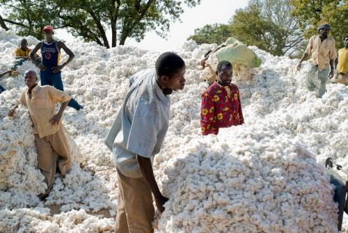 Payment for Cameroon’s cotton producers delayed by six months