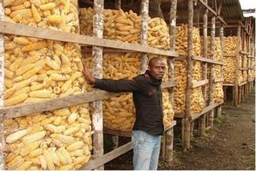 Cameroon: 30 tonnes of seeds to produce 45,000 tonnes of corn in the south in 2014 