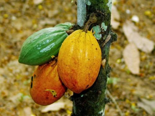 CICC announces the holding of the 2015 International Cameroonian Cocoa Festival from December 3 to 5