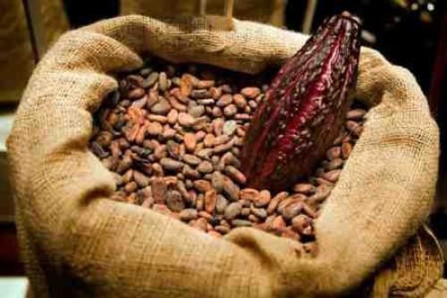 Almost 97% of cocoa production exported by Cameroon during the 2015-2016 campaign was grade II