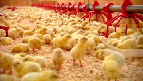 Somdiaa group announced in the poultry sector in Cameroon from 2017