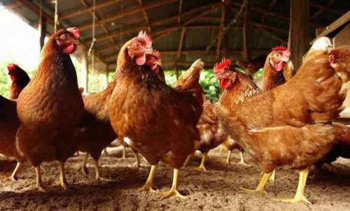 Lift of the ban on chicken sale in the Western region, main production area in Cameroon