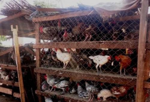 Cameroon: Ban on poultry transportation in Western region still effective