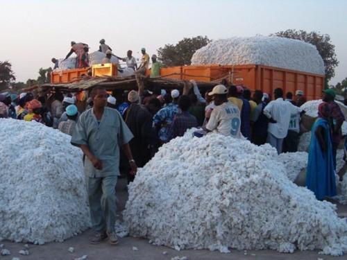 Cameroon: international context causes worry in cotton sector