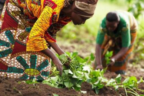 Cameroon: CFA126 million granted to farmers in Adamaoua